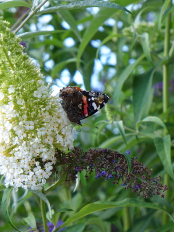 Admiral an Buddleja-Blüten (Bild: © Wolfgang Höfer)