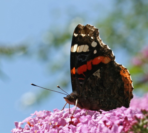 Ein Admiral auf einer Sommerflieder-Blüte (Bild: © Dr.Peter Schmidt)