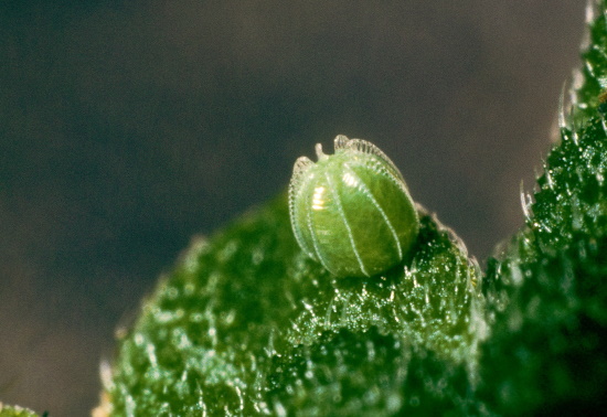 Die von den Weibchen einzeln abgelegten Eier - werden zumeist an der Blattoberseite von Brennnesseln abgelegt (Bild: © Naturfoto Frank Hecker)