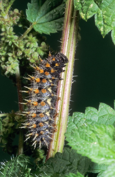 Raupe des Admirals (Bild: © Naturfoto Frank Hecker)