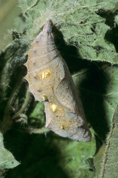 Puppe eines Admirals (Bild: © Naturfoto Frank Hecker)