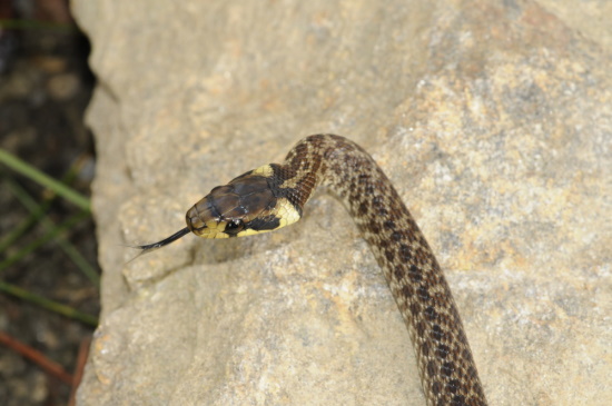 Juvenile Äskulapnatter - mit den dunklen Flecken hinter und unter dem Auge (Bild: © Otto Aßmann)