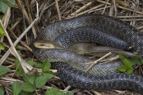 Die Äskulapnatter - in Deutschland nur noch punktuell verbreitet (Bild: © Naturfoto  Frank Hecker)