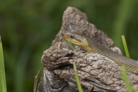 Kopf der Äskulapnatter (Bild: © Naturfoto Frank Hecker)