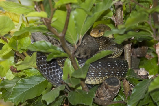 Mit ihren gekielten Bauchschuppen ist die Äskulapnatter auch eine geschickte Kletterin (Bild: © Naturfoto  Frank Hecker)