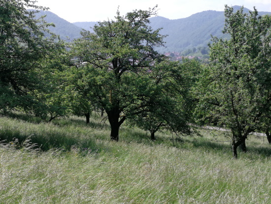 Alte Streuobstwiesen sind Lebensräume für eine große Anzahl von Tieren und Pflanzen - deshalb schützenswert (Bild: Rolf Heinzelmann)