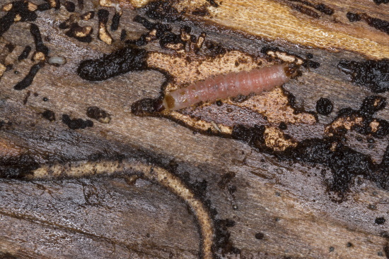 Auffallend ist die Rosafärbung der Ameisenbuntkäfer-Larven (Bild: Naturfoto Frank Hecker)