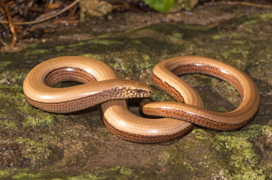 Blindschleichen sind im Süden in zwei Arten weit verbreitet (Bild: ©  Andreas Nöllert)