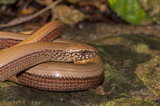 Die Blindschleiche - kaum eine Reptilienart ist angepasster als sie (Bild: ©  Andreas Nöllert)