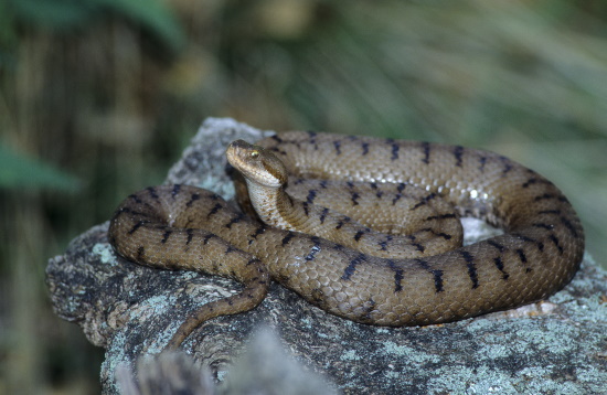 Die Aspisviper ist sehr standorttreu und gehört in Deutschland zu den vom Aussterben bedrohten Arten (Bild: © Naturfoto  Frank Hecker)