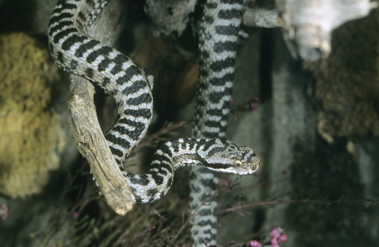 Die Aspisviper ist überwiegend tagaktiv, teilsweise jedoch auch nachtaktiv (Bild: © Naturfoto Frank Hecker)