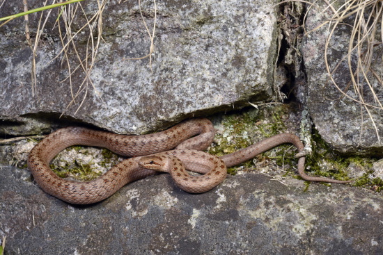 In Spanien klettert die Schlingnatter sogar bis auf 2700 Meter auf (Bild:  © Benny Trapp)