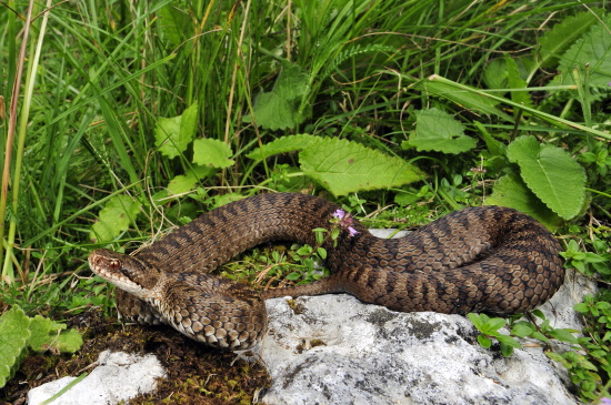 Vipera berus marasso wurde auch in Südostbayern nachgewiesen (Aufnahme: © Benny Trapp)