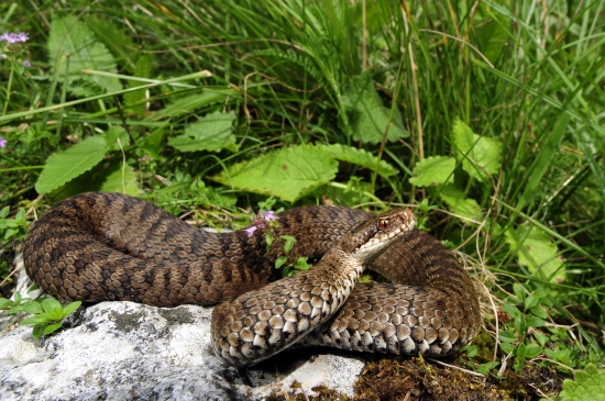 Von südalpiner Herkunft ist die Alpen- oder italienische Kreuzotter (Aufnahme: © Benny Trapp)