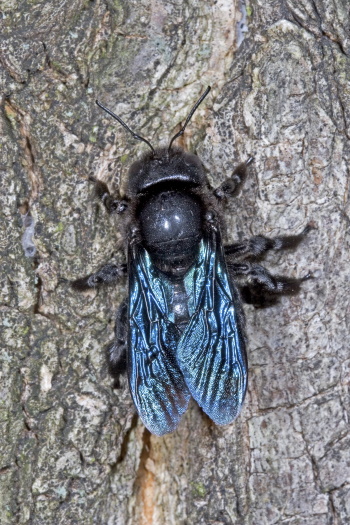 Die Große Blaue Holzbiene oder auch Blauschwarze Holzbiene (Bild: Naturfoto - Frank Hecker) Die Große Blaue Holzbiene oder auch Blauschwarze Holzbiene (Bild: Naturfoto - Frank Hecker)