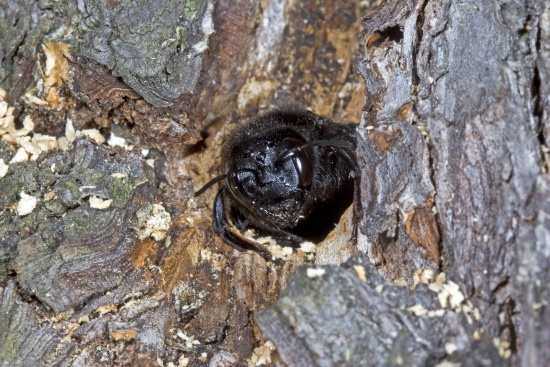 Die Weibchen nagen einen zuerst waagerechten Nistgang in morsches Holz (Bild: Naturfoto - Frank Hecker)