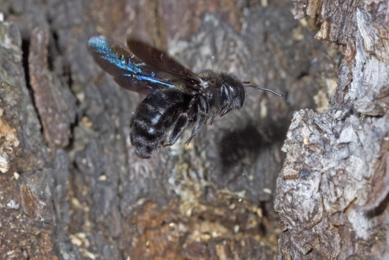 Die hummelähnliche Große Blaue Holzbiene nistet in morschen Bäumen und Pfählen (Bild: Naturfoto - Frank Hecker) Die hummelähnliche Große Blaue Holzbiene nistet in morschen Bäumen und Pfählen (Bild: Naturfoto - Frank Hecker)