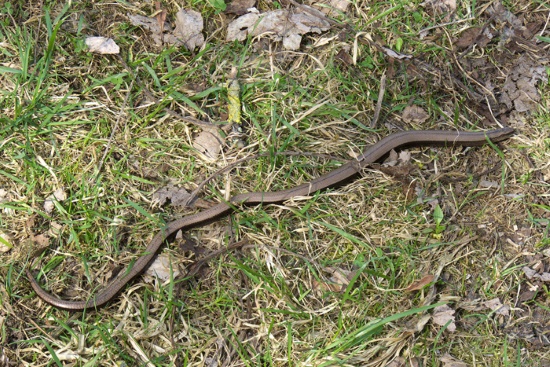 Erst mit mehreren Jahren gilt eine Blindschleiche als ausgewachsen (Bild: ©  Thomas Langhirt)