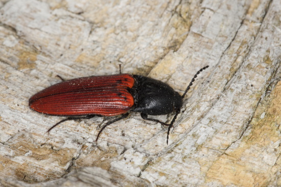 Blutrote Schnellkäfer besiedeln Wälder und buschreiches Gelände (Bild: Naturfoto - Frank Hecker) Blutrote Schnellkäfer besiedeln Wälder und buschreiches Gelände (Bild: Naturfoto - Frank Hecker)