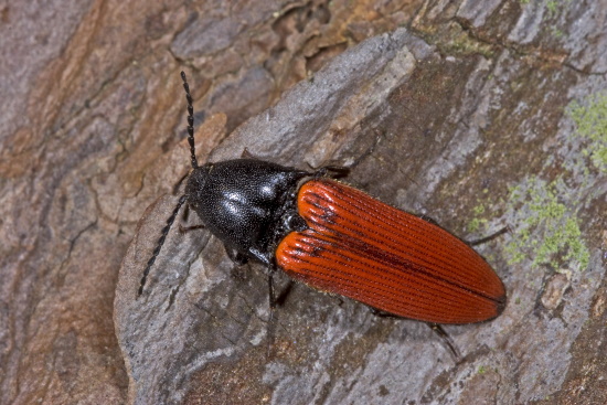 Der Blutrote Schnellkäfer - seine Larven leben in altem Holz (Bild: Naturfoto - Frank Hecker)