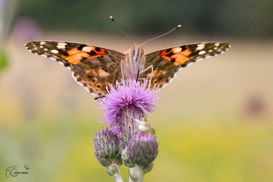 Distelfalter auf Distel (Bild: © Andreas Kolossa) Distelfalter auf Distel (Bild: © Andreas Kolossa)