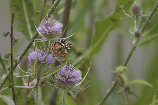 Distelblüten an einer sonnigen Stelle im Garten sind nicht nur ein Blickfang (Bild: © Michael Schiller) Distelblüten an einer sonnigen Stelle im Garten sind nicht nur ein Blickfang (Bild: © Michael Schiller)