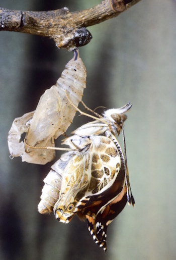 Distelfalter schlüpft aus der Puppe (Bild: © Naturfoto Frank Hecker)
