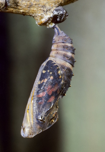 Distelfalter - Puppe - der fertige Schmetterling ist schon zu sehen (Bild: © Naturfoto Frank Hecker) Distelfalter - Puppe - der fertige Schmetterling ist schon zu sehen (Bild: © Naturfoto Frank Hecker)