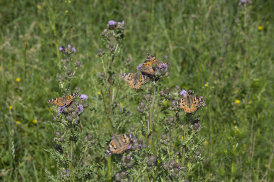 Große Anzahl von Distelfaltern an Distelblüten um Nektar zu trinken (Bild: © Naturfoto Frank Hecker) Große Anzahl von Distelfaltern an Distelblüten um Nektar zu trinken (Bild: © Naturfoto Frank Hecker)