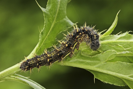 Raupe des Distelfalters (Bild: © Naturfoto Frank Hecker) Raupe des Distelfalters (Bild: © Naturfoto Frank Hecker)