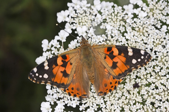 Distelfalter mit wunderschönem Farbenspiel (Bild: © Naturfoto Frank Hecker) Distelfalter mit wunderschönem Farbenspiel (Bild: © Naturfoto Frank Hecker)