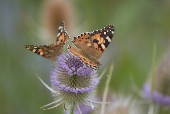 Distelfalter auf einer Distelpflanze - ihre Hauptnahrungspflanze (Bild: © Michael Schiller) Distelfalter auf einer Distelpflanze - ihre Hauptnahrungspflanze (Bild: © Michael Schiller)