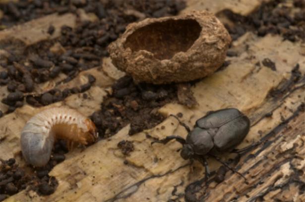 Larve des Eremiten (Bild: © Thomas Stephan)