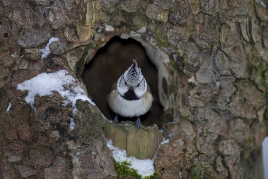 Haubenmeise an einer natürlichen Nisthöhle (Bild: © Marcus Bosch / LBV Haubenmeise an einer natürlichen Nisthöhle (Bild: © Marcus Bosch / LBV