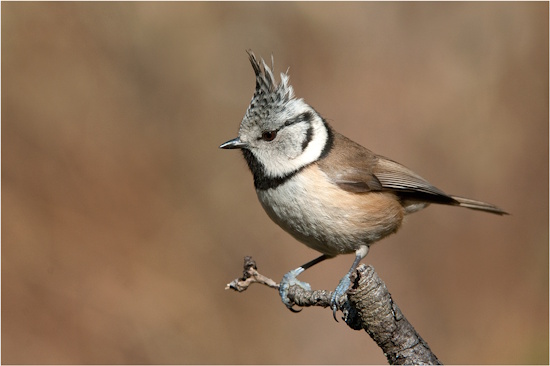 Die Geschlechter sind kaum voneinander zu unterscheiden (Bild: © Maximilian Dorsch) Die Geschlechter sind kaum voneinander zu unterscheiden (Bild: © Maximilian Dorsch)