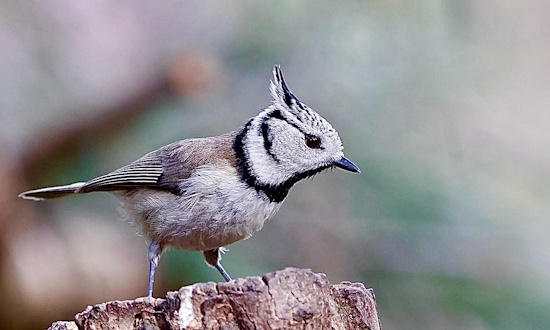 In der Regel ist es so, dass die Haubenmeise an Nadelbäume, mit Totholz-Anteil, gebunden ist. (Bild: © Diana Dippel) In der Regel ist es so, dass die Haubenmeise an Nadelbäume, mit Totholz-Anteil, gebunden ist. (Bild: © Diana Dippel)