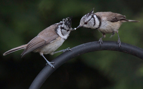 Die Jungvögel werden von den Alttieren noch bis zu 3 Wochen gefüttert (Bild: © Kerstin Kleinke) Die Jungvögel werden von den Alttieren noch bis zu 3 Wochen gefüttert (Bild: © Kerstin Kleinke)