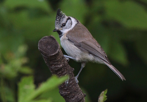 Jungvögel schließen sich mit anderen Meisenarten zusammen (Bild: © Kerstin Kleinke) Jungvögel schließen sich mit anderen Meisenarten zusammen (Bild: © Kerstin Kleinke)