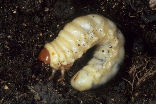 Die Hirschkäfer-Larve ernährt sich von vermodernden Holz (Bild: Naturfoto Frank Hecker) Die Hirschkäfer-Larve ernährt sich von vermodernden Holz (Bild: Naturfoto Frank Hecker)