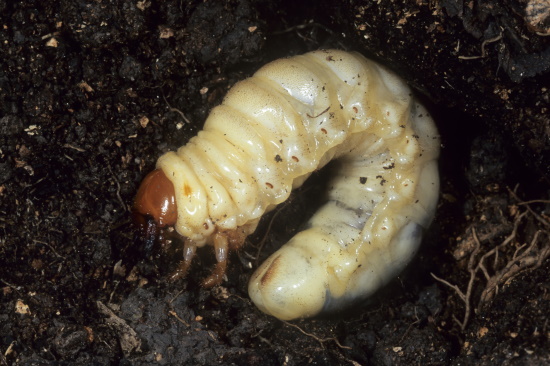 Die Hirschkäfer-Larve ernährt sich von vermodernden Holz (Bild: Naturfoto Frank Hecker)