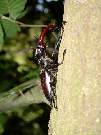 Erwachsenes Hirschkäfer-Männchen (Bild: Thomas Langhirt) Erwachsenes Hirschkäfer-Männchen (Bild: Thomas Langhirt)