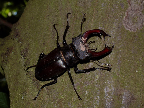 Adultes Hirschkäfer-Männchen auf Nahrungssuche (Bild: Thomas Langhirt) Adultes Hirschkäfer-Männchen auf Nahrungssuche (Bild: Thomas Langhirt)