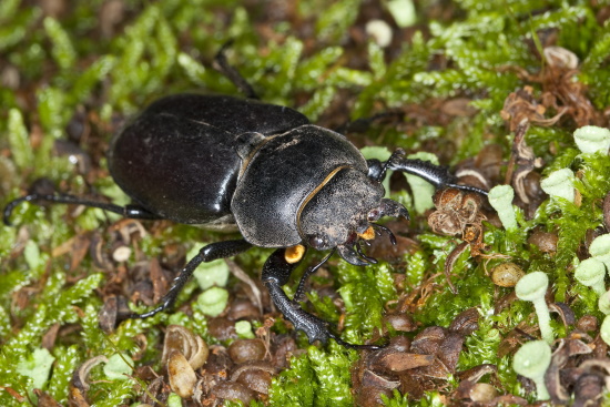 Mit ihren Mundwerkzeugen sind die Weibchen in der Lage Saftstellen selbst aufzubeißen (Bild: Naturfoto Frank Hecker)