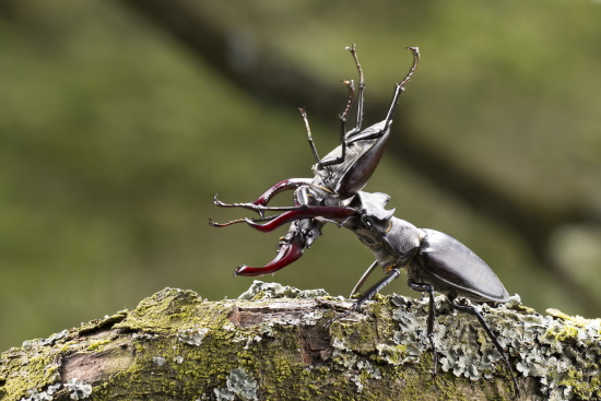 Ihr "Geweih" setzen die Hirschkäfermännchen gezielt beim Rivalenkampf ein (Bild: Naturfoto Frank Hecker)