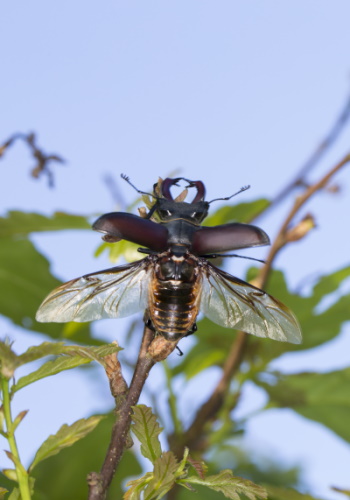 Abfliegendes Hirschkäfer-Männchen (Bild: Naturfoto Frank Hecker) Abfliegendes Hirschkäfer-Männchen (Bild: Naturfoto Frank Hecker)