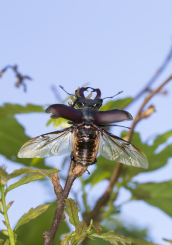 Abfliegendes Hirschkäfer-Männchen (Bild: Naturfoto Frank Hecker)