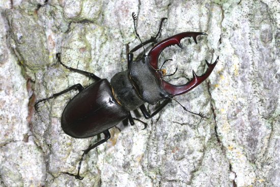 Er wird dort häufiger gesehen, wo man morsches Holz oder Baumstümpfe im Wald belässt (Bild: Naturfoto Frank Hecker)