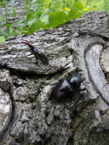 An einem Baumstumpf gesichtet - Hirschkäfer-Weibchen und forma capreolus (Bild: Thomas Langhirt) An einem Baumstumpf gesichtet - Hirschkäfer-Weibchen und forma capreolus (Bild: Thomas Langhirt)