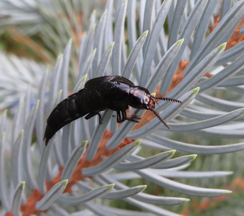 Der Hornissenkäfer - Quedius dilatatus - dessen Lebensweise noch nicht genau bekannt ist (Bild: © Kerstin Grimm, Amtsberg) Der Hornissenkäfer - Quedius dilatatus - dessen Lebensweise noch nicht genau bekannt ist (Bild: © Kerstin Grimm, Amtsberg)