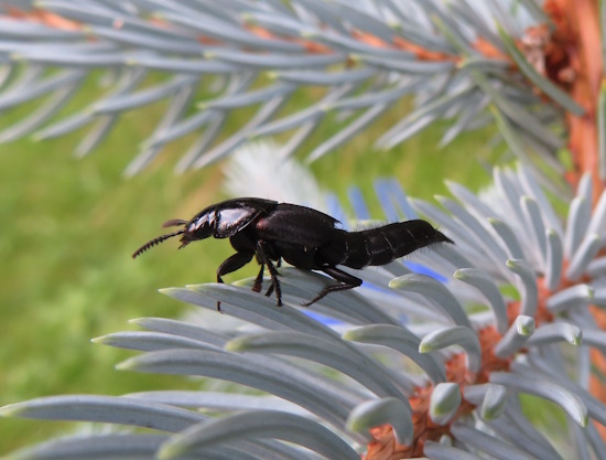 Der Hornissenkäfer ist gefährdet - er ist in der Roten Liste gelistet (Bild: © Kerstin Grimm, Amtsberg)